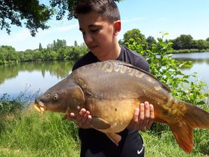 Mirror Carp