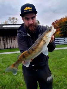 Zander