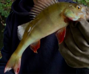 European Perch
