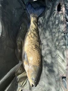 Grass Carp