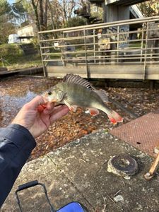 European Perch