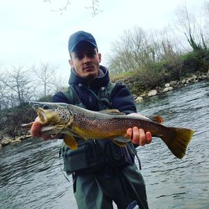 Brown Trout