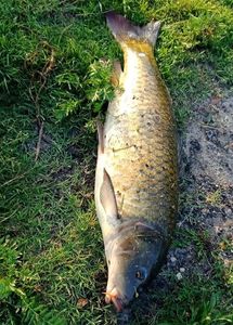 Common Carp