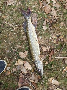 Northern Pike