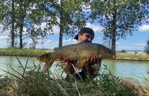 Common Carp