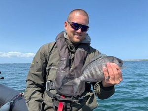 Black Seabream