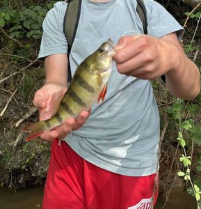 European Perch