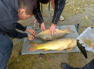 Common Carp