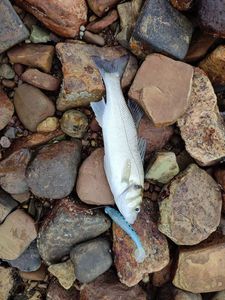 European Bass (Seabass)