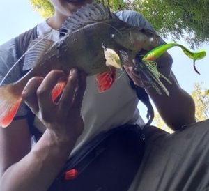 European Perch