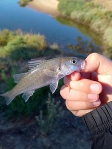 European Bass (Seabass)