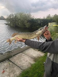 Northern Pike