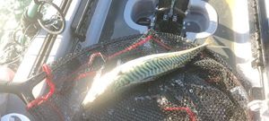 Mackerel