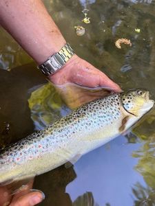 Brown Trout