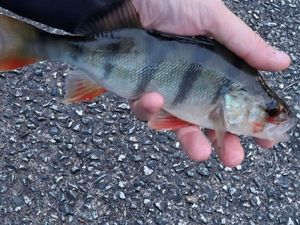 European Perch