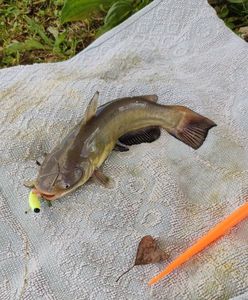 Black Bullhead