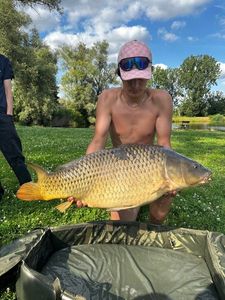 Common Carp