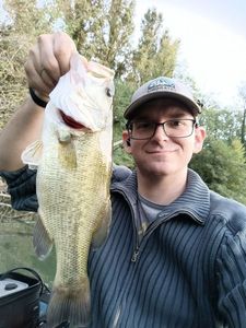 Largemouth Bass