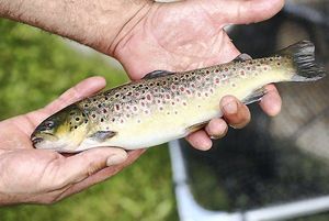 Brown Trout