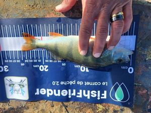 European Perch