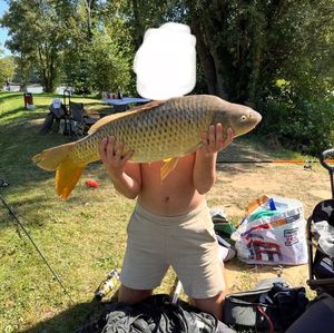 Common Carp