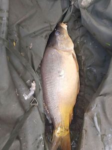 Leather Carp