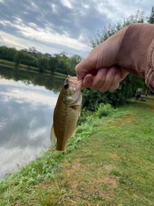 Largemouth Bass