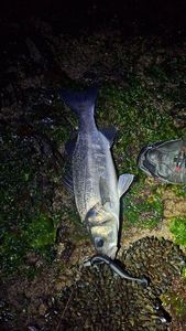European Bass (Seabass)