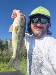 Largemouth Bass