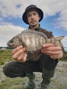 Black Seabream