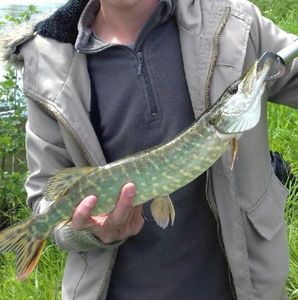 Northern Pike