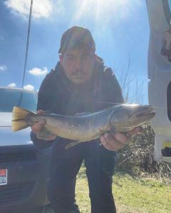 Brown Trout