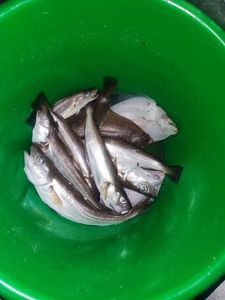 Whiting