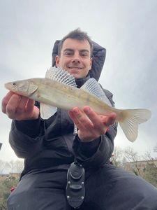 Zander