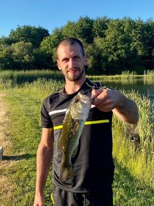 Largemouth Bass
