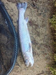 Arctic Char