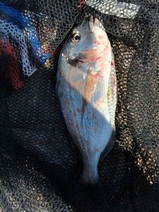 Gilthead Seabream