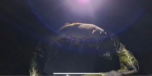 Common Carp