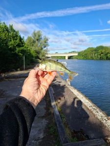 European Perch