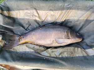 Mirror Carp