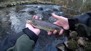 Brown Trout