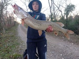 Northern Pike