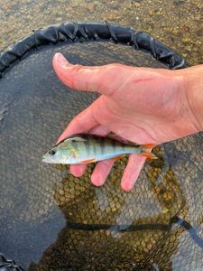 European Perch