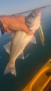 European Bass (Seabass)