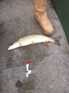 Northern Pike