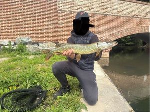 Northern Pike