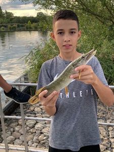 Northern Pike