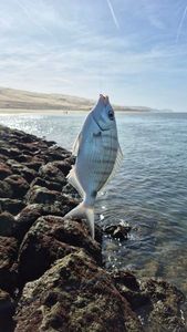 Black Seabream
