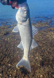 European Bass (Seabass)