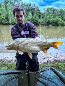 Common Carp
